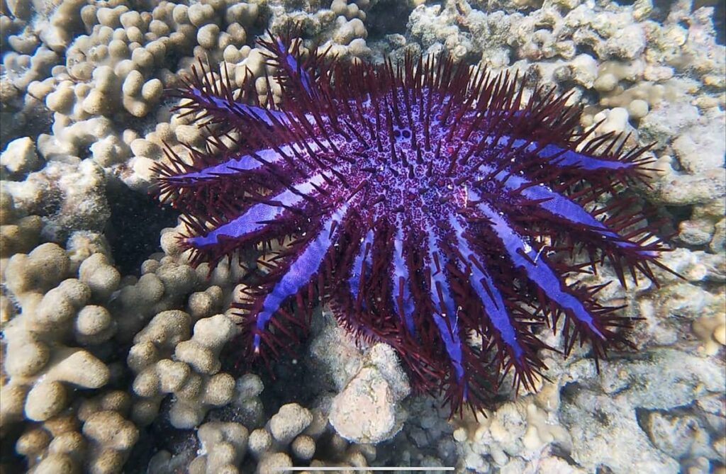 Crown Of Thorns Starfish