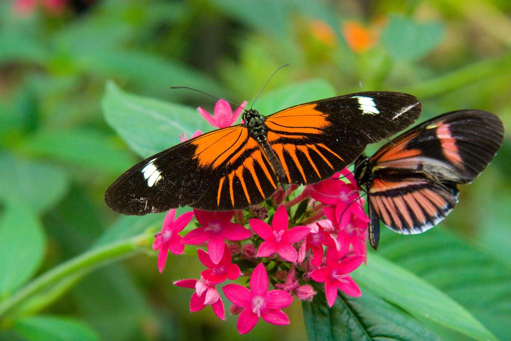 The heliconius erato butterfly on a leaf in Ecuador. Credit: Citizen Kepler / Alamy Stock Photo. Image ID: 2XAB7G0.