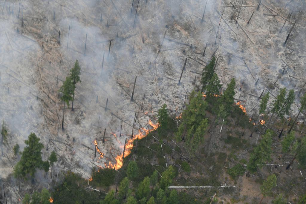 Trees burning in forest fires in eastern Oregon, US in August 2012. Credit: American Photo Archive / Alamy Stock Photo. Image ID: 2GC50T9.