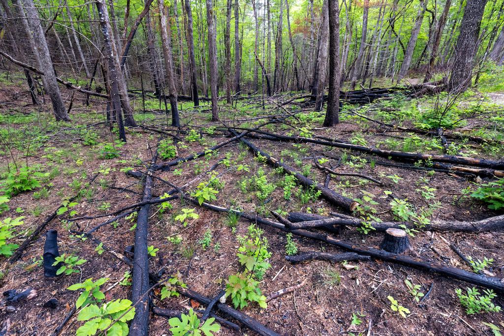 Forest landscape after a controlled burn in Dupont State Recreational Forest in North Carolina, US. Credit: Bill Gozansky / Alamy Stock Photo. Image ID: 2X8DCM7.