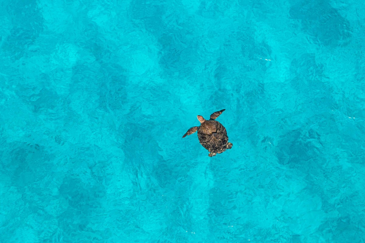 Turtle in Scott Reef, Western Australia. © Alex Westover / Greenpeace Turtle in Scott Reef, Western Australia. © Alex Westover / Greenpeace