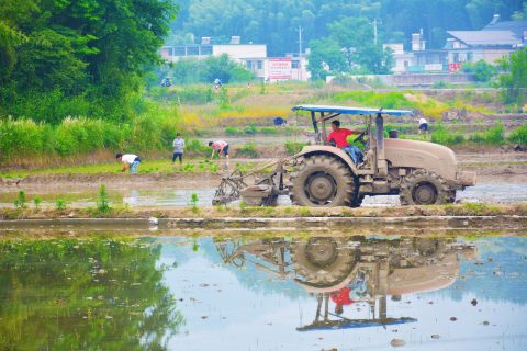 Carbon credit auditors suspended in sham rice-farming offsets