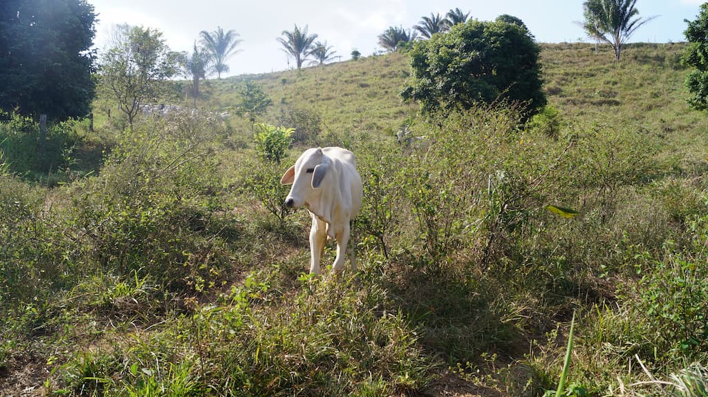 A beef cow in Novo Repartimento, Brazil.