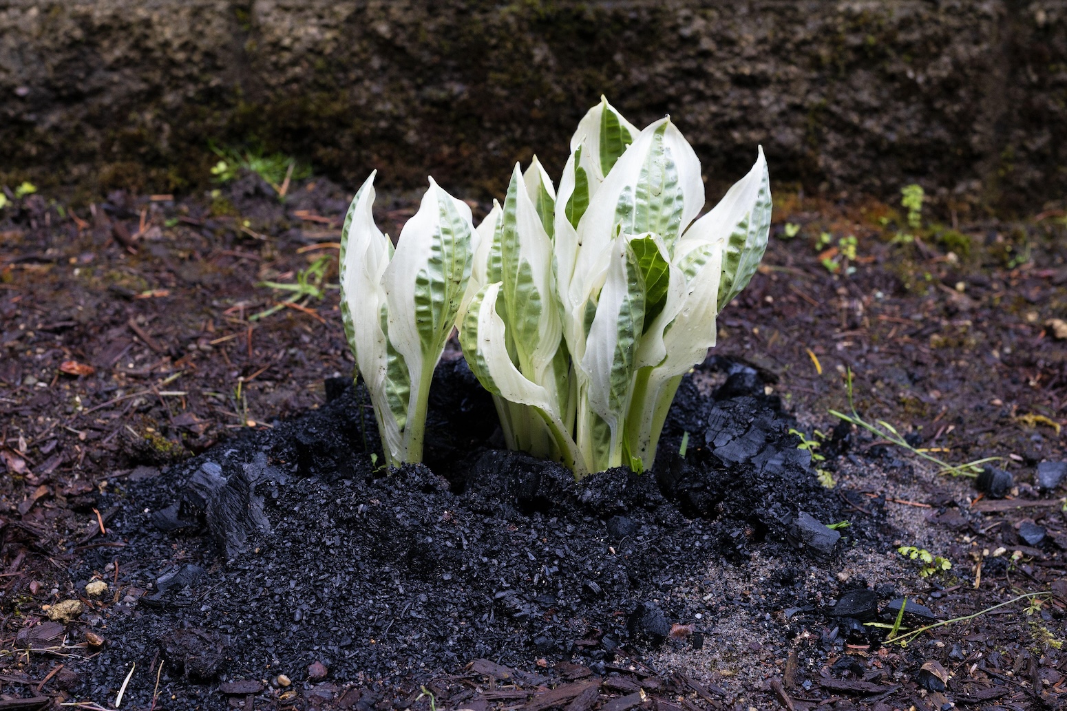 Hosta plant covered with biochar, with black hue.