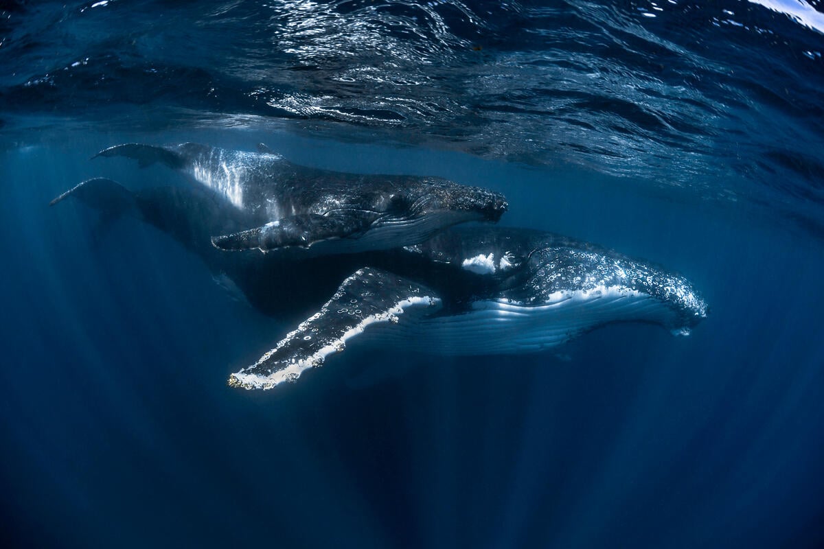 Humpback Whale Mother and Calf in Western Australia. © Brooke Pyke / Greenpeace Humpback Whale Mother and Calf in Western Australia. © Brooke Pyke / Greenpeace