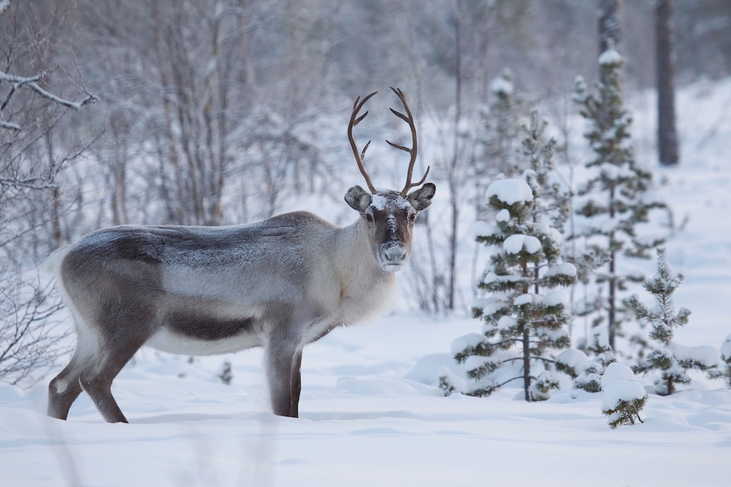 A Reindeer Rangifer tarandus in the snow in Finnish Laplan.