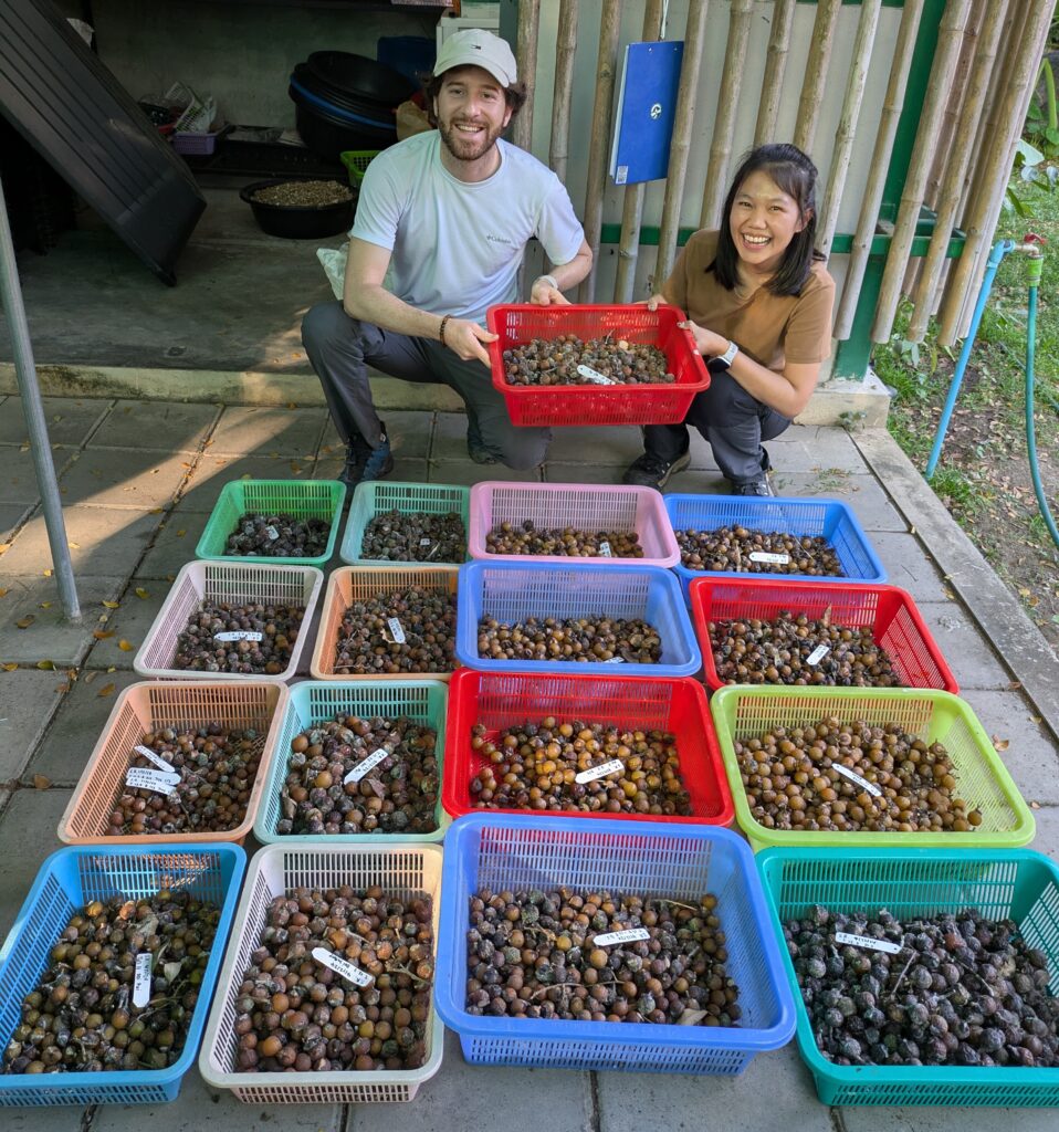 Dr Jan Sala and PhD student Nattanit Yiamthaisong sorting baskets of seeds