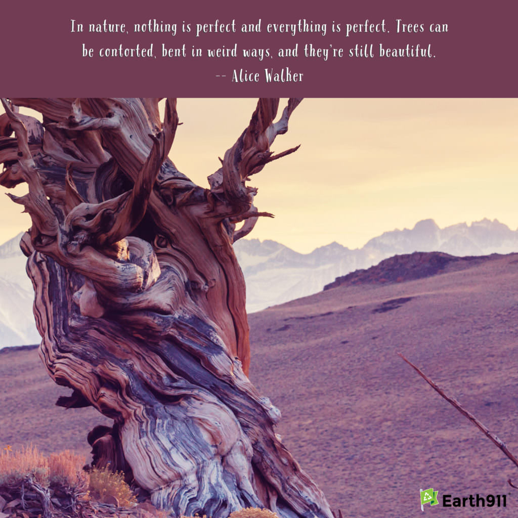 "In nature, nothing is perfect and everything is perfect ..." --Alice Walker