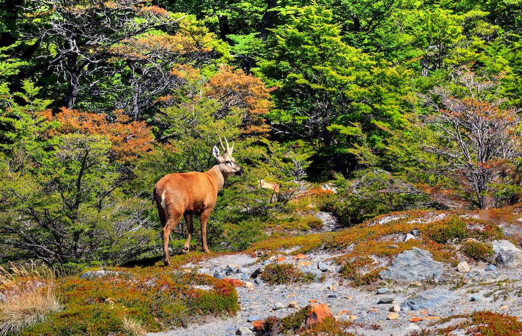 Huemul deer in Argentine Patagonia, one of the vulnerable animal species to wildfires in the region. Credit: Bernardo Galmarini / Alamy Stock Photo.