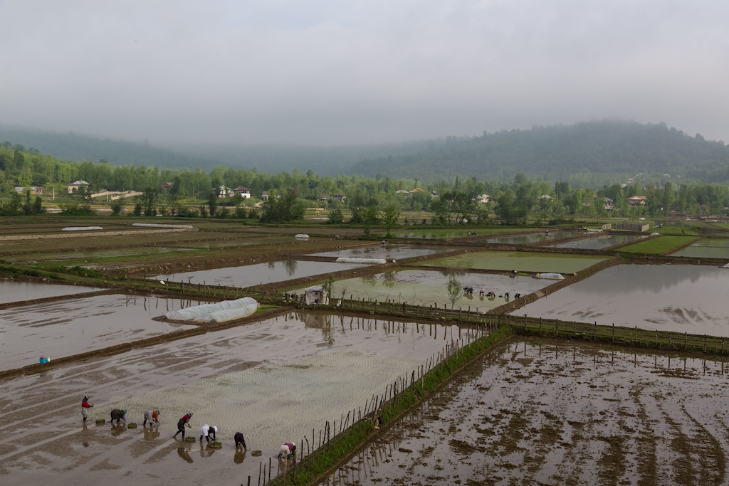 Women work in rice paddies near Masuleh, Iran.