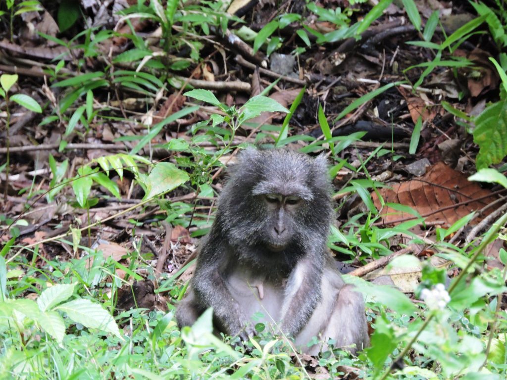 A long-tailed macaque endemic to the Great Nicobar islands. Credit: Wikimedia Commons