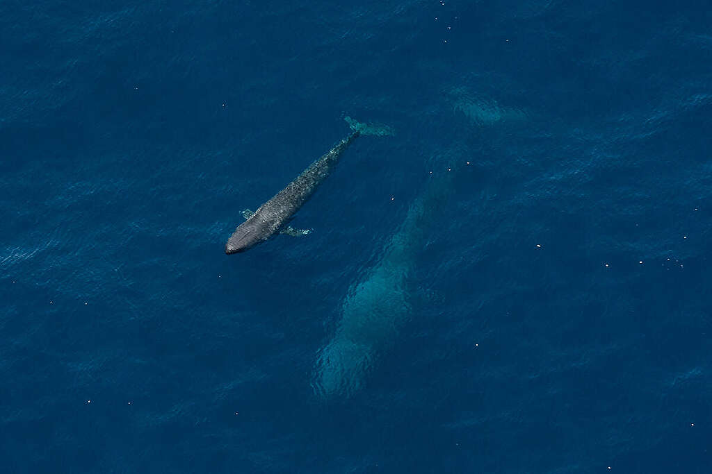 Pygmy Blue Whales in Western Australia. © Tiffany Klein / Greenpeace Pygmy Blue Whales in Western Australia. © Tiffany Klein / Greenpeace