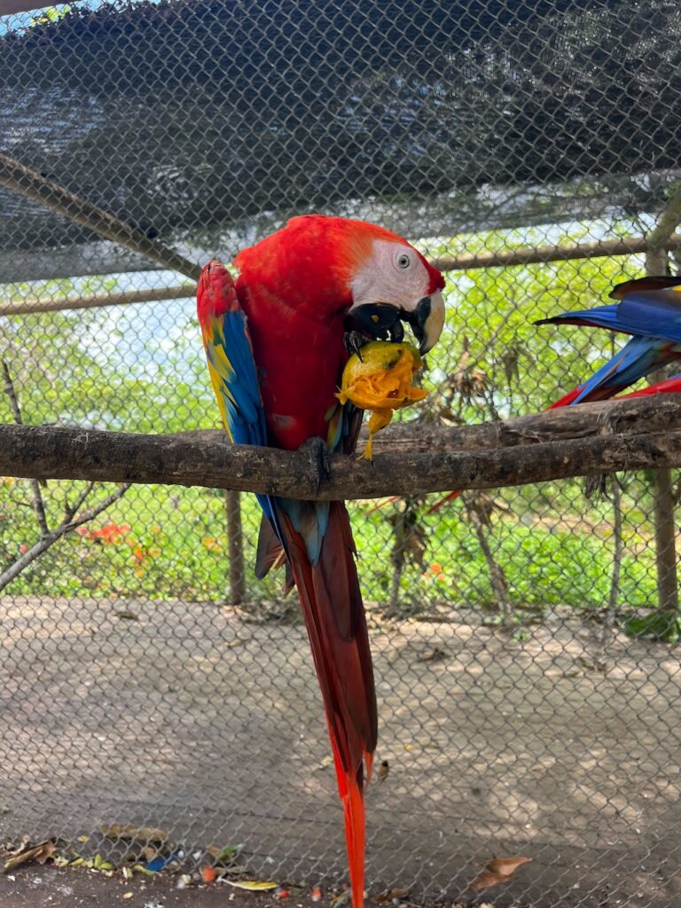 A scarlet macaw eats a small mango at its release site in Bolívar, Colombia. Credit: Daisy Dunne