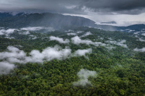 A view of natural forest on August 4, 2023 in North Konawe, Southeast Sulawesi, Indonesia.