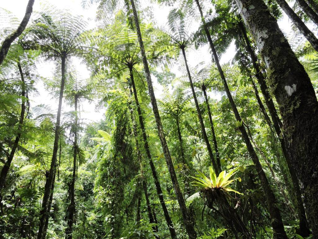 Tree fern forest of Great Nicobar Biosphere Reserve. Credit: Prasun Goswami / Wikimedia Commons