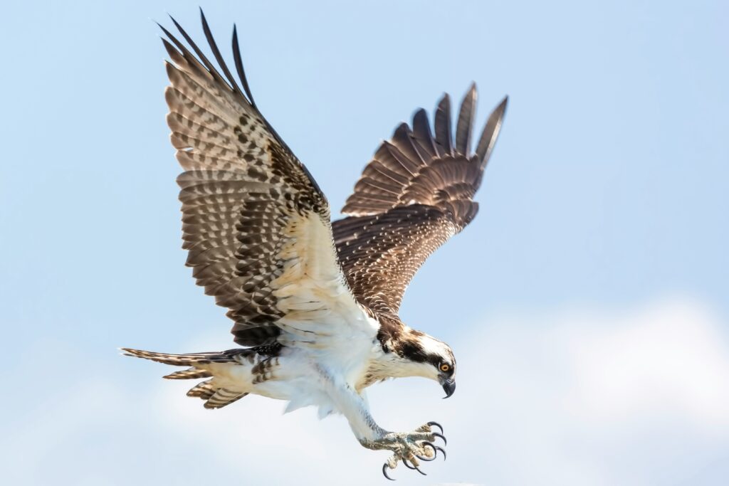 an osprey coming in for a landing