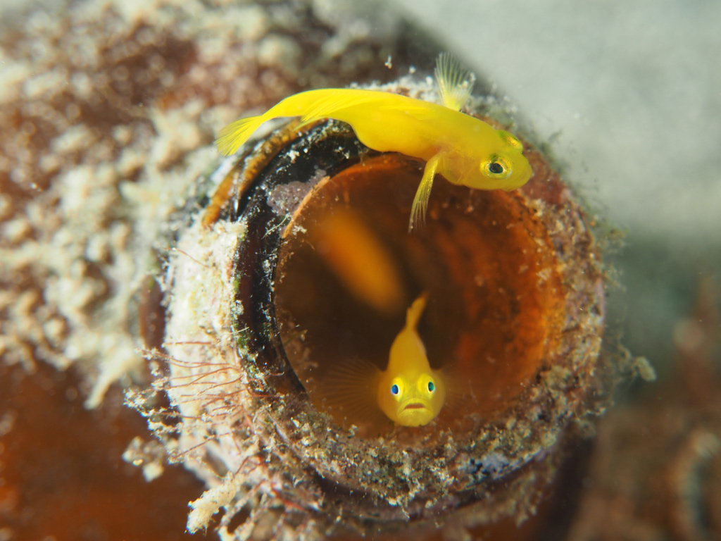 Lemon Gobies Inhabit an old bottle