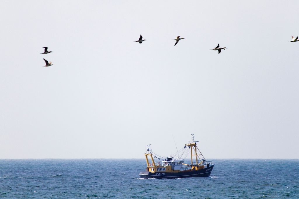 Fishing boat and gannets, Cornwall, UK.