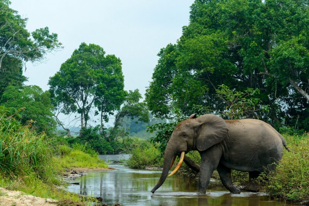 African elephant pictured in Congo.
