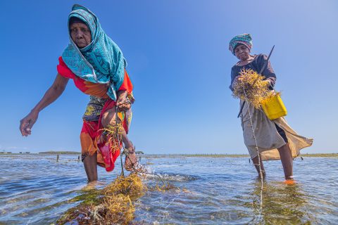 Sea weed is grown or farmed in the shallow waters of the Indian Ocean, off Wasini Island, Kenya, with plants tied to ropes in the water. (Photo: Anthony Onyango / Climate Visuals)