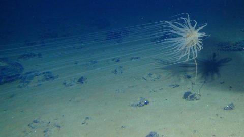 Trump backs Canadian deep-sea mining, risking international clash