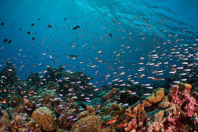 Fish Shoals at Scott Reef, Western Australia fish shoals at scott reef