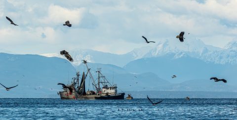 A fishing boat in Alaska surrounded by birds