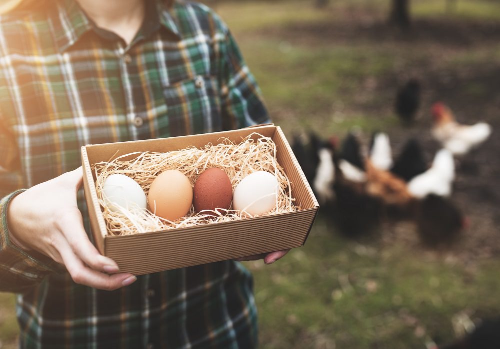woman holding fresh eggs from her backyard chickens
