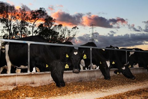 A herd of cows feed on the 'pad' after being milked at a dairy farm on April 18, 2012 in Morrinsville, New Zealand