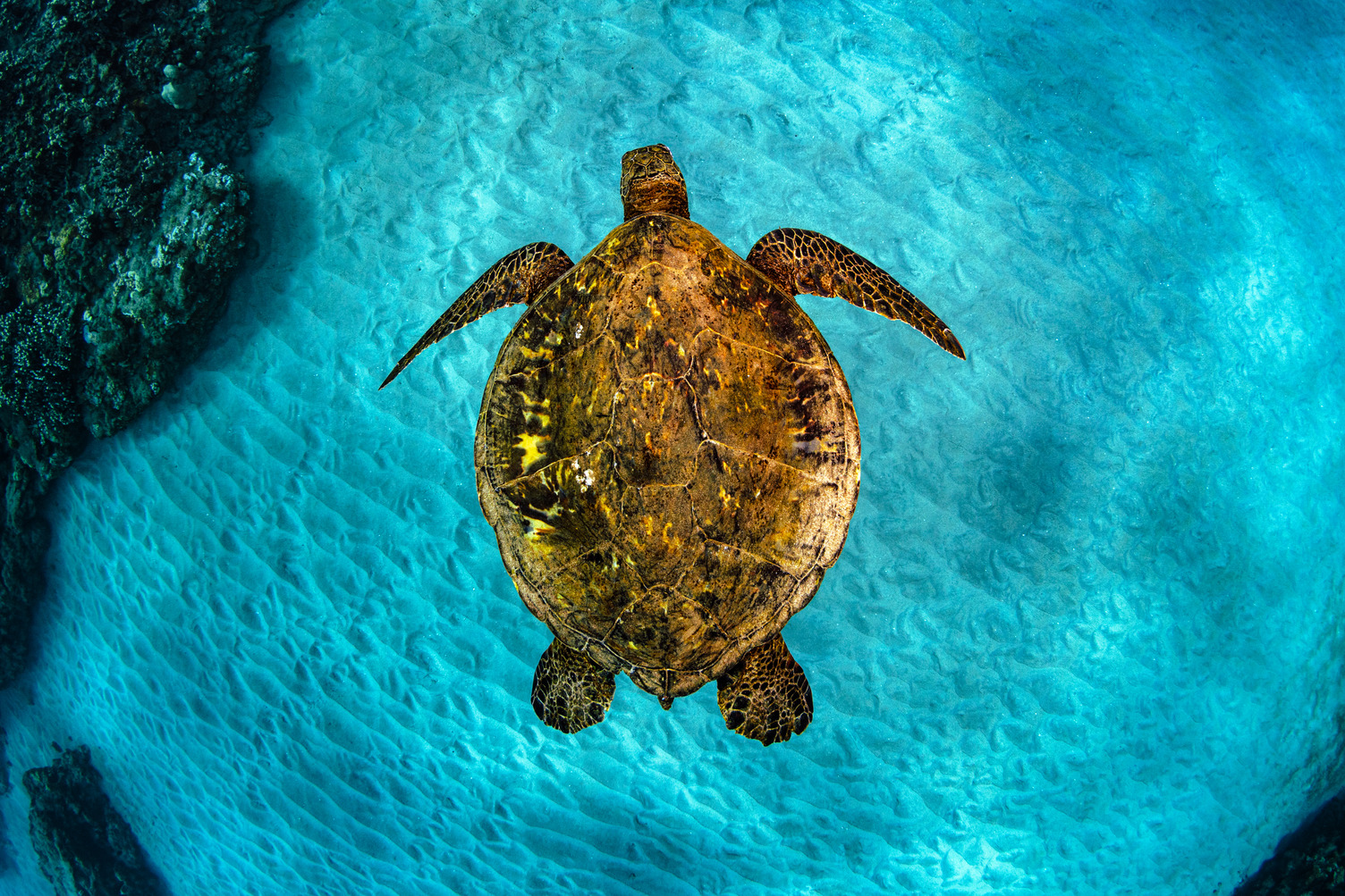 A Hawaiian Green Sea Turtle captured from above as it glides over the reef.