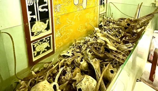 Whale bones inside a whale temple in Lăng Ngư Ông Nam Ô, Vietnam