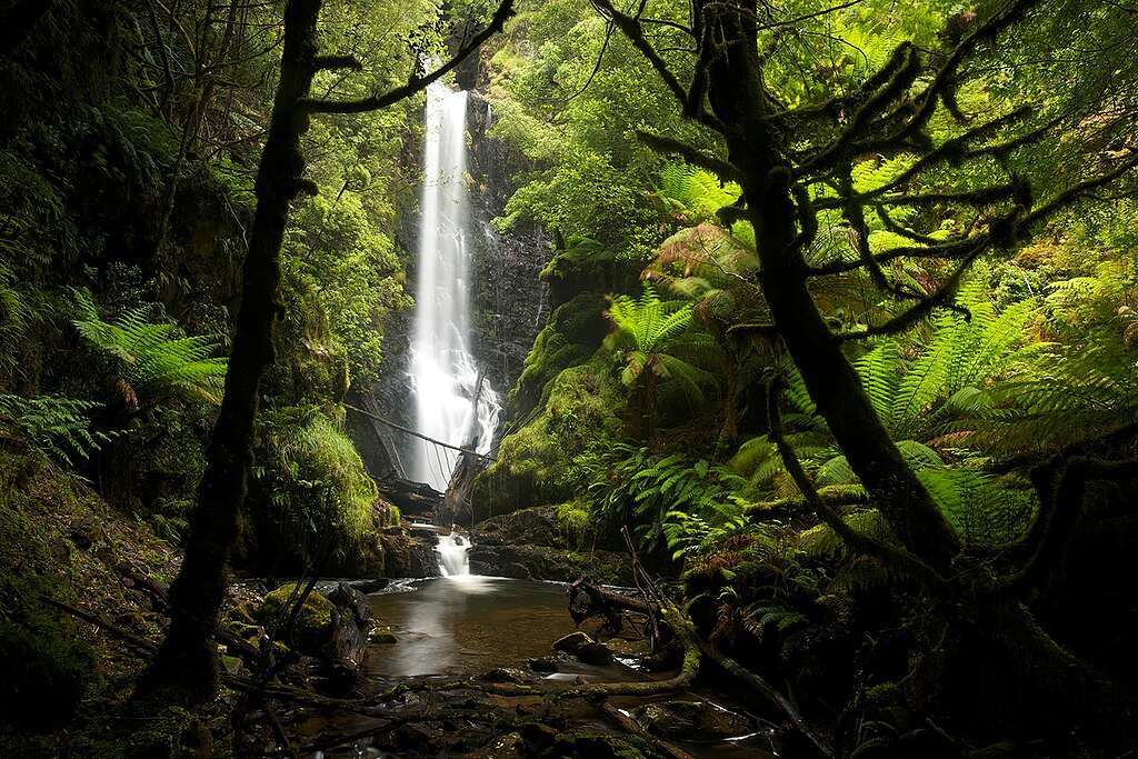 Lush vegetation and waterfall in the temperate rainforest of north west Tasmania in the Tarkine area.