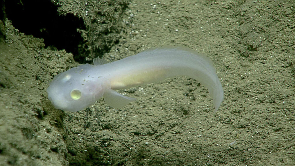 This ghost fish, of the family Aphyonidae, was filmed alive for the first time during a deep-sea dive. Observations like this are critical to understanding an organism’s life and we now have the first evidence of where these fish live!