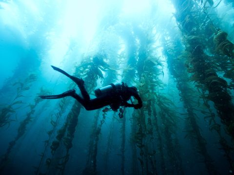 A diver looks up at a 100 foot tall kelp forest in cool clear waters at the Channel Islands in the marine sanctuary off the California coast, USA.